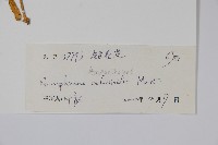 假千日紅藏品圖，第2張