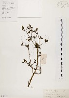馬齒莧藏品圖，第1張