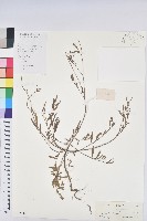 地楊桃藏品圖，第1張