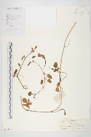 厚葉牽牛藏品圖，第1張