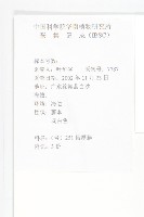 厚葉牽牛藏品圖，第2張