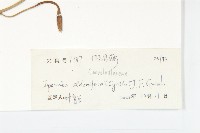 厚葉牽牛藏品圖，第3張