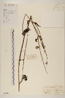 平臥三七草藏品圖，第1張