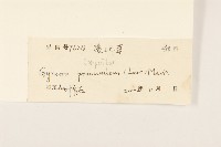 平臥三七草藏品圖，第3張