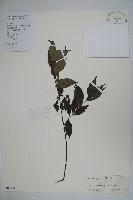 海南冬青藏品圖，第1張