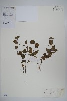 圓葉山梗菜藏品圖，第1張