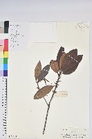 刺毛杜鵑藏品圖，第1張