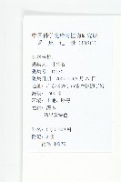 褐毛四照花藏品圖，第2張