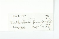 褐毛四照花藏品圖，第3張