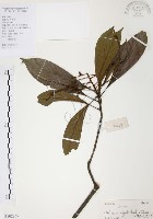 筆羅子藏品圖，第1張