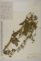 大花咸豐草藏品圖，第1張