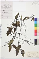 柱果鐵線蓮藏品圖，第2張