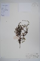 細纍子草藏品圖，第1張