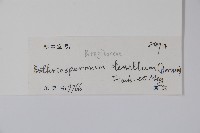 細纍子草藏品圖，第2張