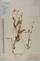 小葉一點紅藏品圖，第1張