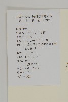 小葉一點紅藏品圖，第2張