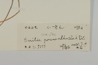 小葉一點紅藏品圖，第3張