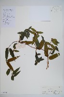 大花忍冬藏品圖，第1張