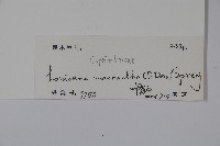 大花忍冬藏品圖，第2張
