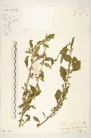 一枝香藏品圖，第1張