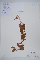 酸藤藏品圖，第1張