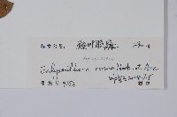 酸藤藏品圖，第2張