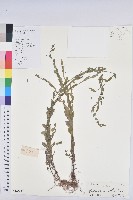 擬葉下珠、細葉油柑藏品圖，第1張