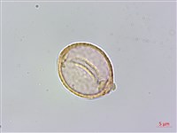 銳葉山黃麻藏品圖，第2張