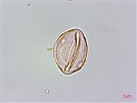 銳葉山黃麻藏品圖，第3張