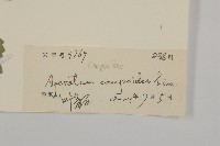 霍香薊藏品圖，第3張