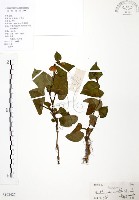 臭腥草、蕺菜藏品圖，第1張