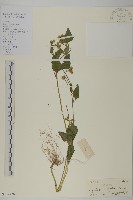 霍香薊藏品圖，第1張