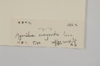 霍香薊藏品圖，第3張