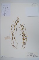 半邊蓮、鐮磨仔草藏品圖，第1張