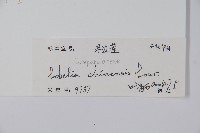 半邊蓮、鐮磨仔草藏品圖，第2張