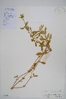 蓮子草藏品圖，第1張