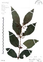 杜虹花，台灣紫珠藏品圖，第1張