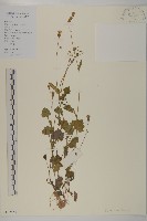 小葉一點紅藏品圖，第1張