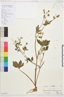 水辣菜、禺毛茛藏品圖，第1張