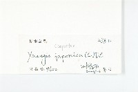 黃鵪菜藏品圖，第3張