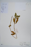 空心蓮子草藏品圖，第1張