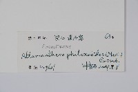 空心蓮子草藏品圖，第2張