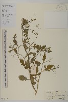 茯苓菜藏品圖，第1張