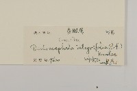茯苓菜藏品圖，第3張