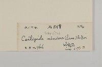 石胡荽、吐金草藏品圖，第3張