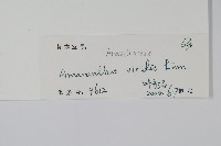 野莧菜藏品圖，第2張