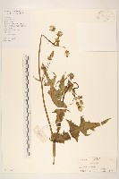 苦滇菜、苦菜藏品圖，第1張