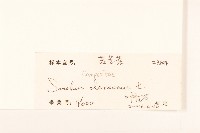 苦滇菜、苦菜藏品圖，第3張
