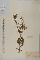 登錄號:S102477藏品圖，第1張
