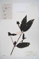 大花忍冬藏品圖，第1張